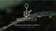 rootstock