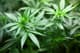 Marihuana na blockchainie staje się faktem