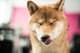 Amerykanie uważają, że DOGE to "nowy Bitcoin"