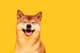 kraken shiba inu