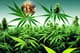 Przyszłość branży cannabis i nowoczesnych technologii – fakty, o których musisz wiedzieć