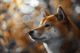 Ari10 Gateway z shiba inu. Kup popularnego memecoina na bitcoin.pl!