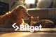 bitget